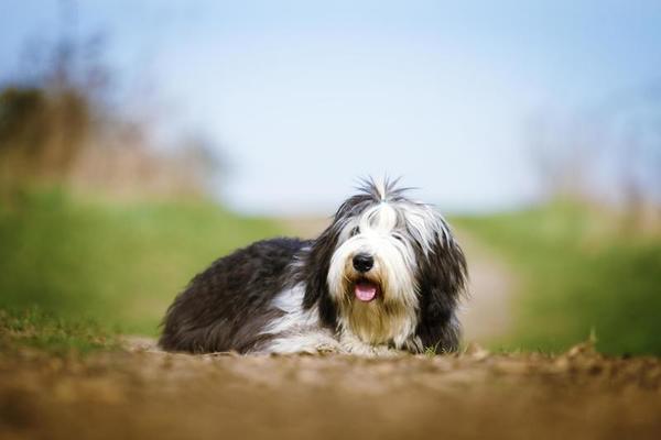 belo divertimento collie barbudo cachorro inglês velho cão pastor