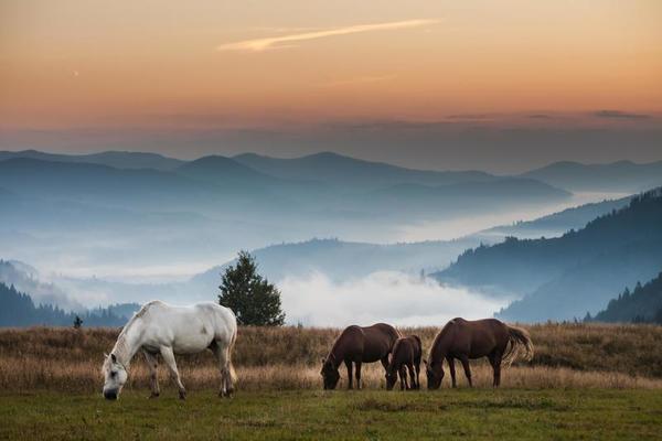 Cabeça De Cavalo Em Frente a Uma Colina Foto de Stock - Imagem de pastar,  monte: 202352444