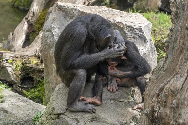 Retrato de um macaco chimpanzé gerado por ia