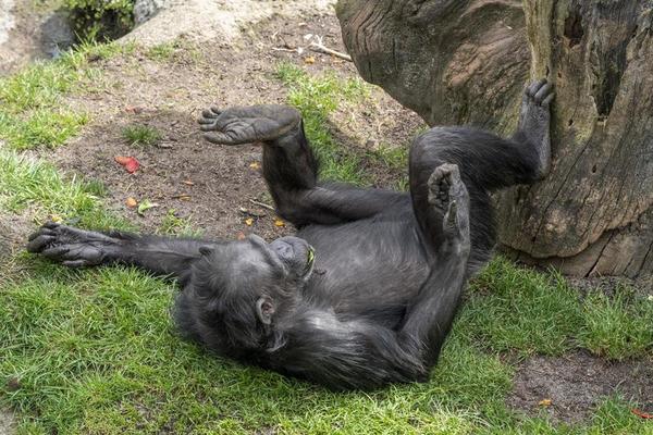 macaco chimpanzé durante a preparação 17453578 Foto de stock no Vecteezy