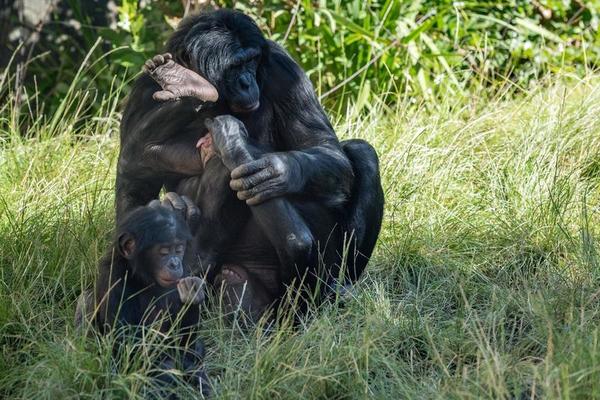 Close-up do macaco mixedbreed entre o chimpanzé e o bonobo