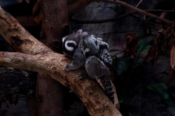 Detalhe Do Macaco-sagui Na árvore. Foco Seletivo Imagem de Stock - Imagem  de primata, animal: 202424853