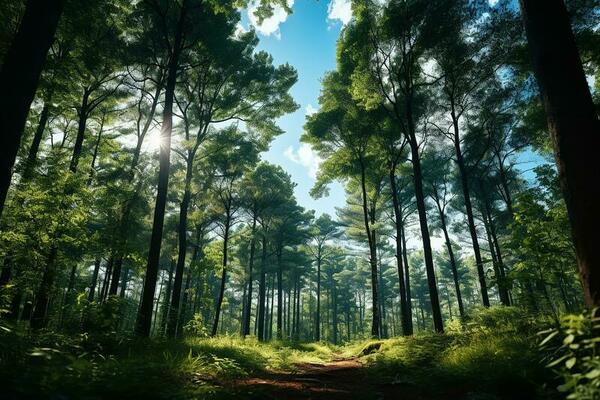 Mais de 6.000 vídeos grátis em HD e 4K de Wallpaper e Natureza