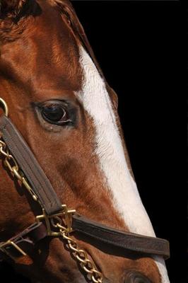 Página 2  Fotos Cavalo Careca, 75.000+ fotos de arquivo grátis de alta  qualidade