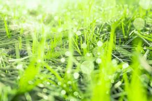 grama de campo de natureza verde com gotas de orvalho de bokeh pela manhã, fundo desfocado foto