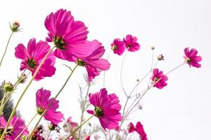 flor rosa cosmos flor no campo. lindo crescimento e flores em fundo branco foto