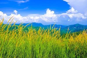 lindo campo de primavera com uma grama verde e as nuvens brancas do céu azul da montanha foto