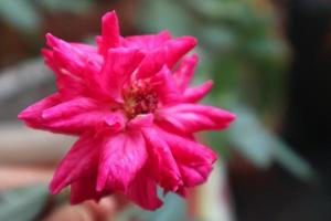 linda foto de flor rosa. flor vermelha elegante