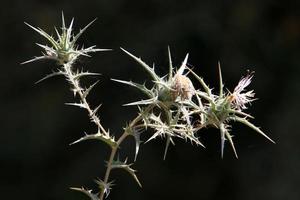 uma planta de cardo espinhoso em uma clareira da floresta no norte de israel. foto