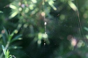 teias de aranha - teias de aranha em galhos e folhas de árvores em um parque da cidade. foto