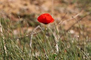 flores de verão em um parque da cidade em israel. foto