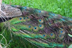 pavão no parque da cidade. foto