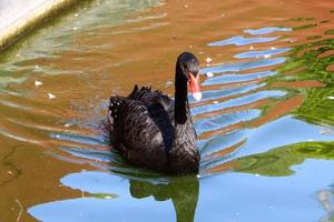 cisne negro no lago no parque da cidade. foto