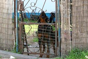 o cão senta-se atrás de uma cerca alta. foto