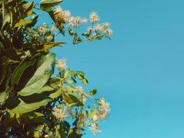 flores amarelas com folhas verdes no fundo do céu azul foto