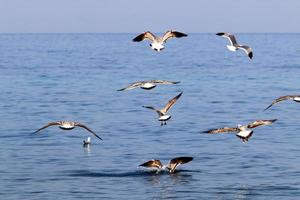 pássaro sentado nas margens do mar mediterrâneo foto