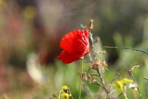 flores de verão em um parque da cidade em israel. foto