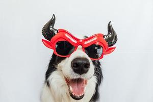 conceito de gostosuras ou travessuras. engraçado cachorrinho border collie vestido de halloween bobo satanás diabo óculos traje assustador e assustador isolado no fundo branco. preparação para festa de halloween. foto