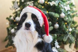 retrato engraçado de cachorrinho bonitinho border collie vestindo chapéu de papai noel vermelho fantasia de natal perto da árvore de natal em casa dentro de casa. preparação para férias. feliz feliz natal conceito. foto