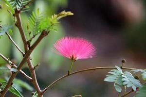 flores de verão em um parque da cidade em israel. foto