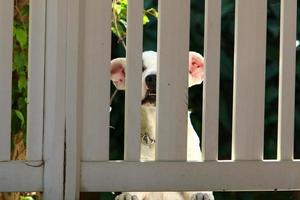 o cão senta-se atrás de uma cerca alta. foto