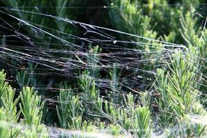 teias de aranha - teias de aranha em galhos e folhas de árvores em um parque da cidade. foto