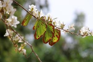 folhas coloridas nas árvores do parque da cidade. foto