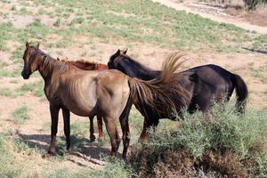 cavalo no estábulo em Israel. foto