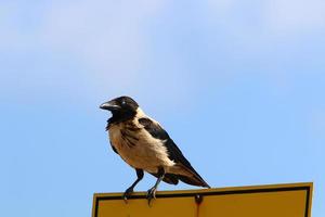 corvo no parque da cidade à beira-mar. foto