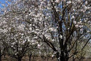 flores de amêndoa em um parque da cidade em israel. foto