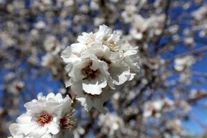 flores de verão em um parque da cidade em israel. foto