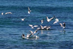 gaivotas no céu sobre o mar. foto