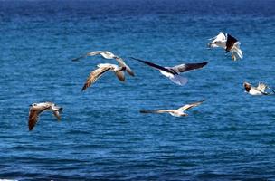 gaivotas na costa mediterrânea em israel foto