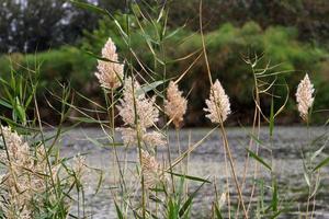 flores de verão em um parque da cidade em israel. foto