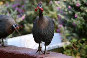 galinha com amentilhos vermelhos no parque da cidade. foto