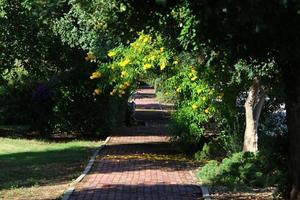 estrada para caminhar no parque da cidade. foto