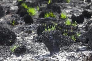 grama crescendo de volta no pântano carbonizado foto