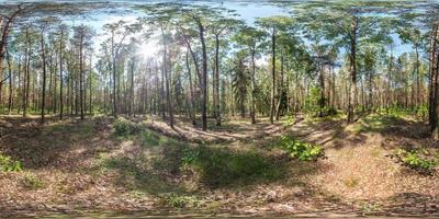 panorama hdri esférico completo vista de ângulo de 360 graus na trilha de pedestres de cascalho e caminho de ciclovia na floresta de pinheiros em dia ensolarado de primavera em projeção equirretangular. conteúdo vr foto