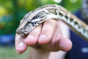 cabeça de python reticulado nas mãos do homem foto