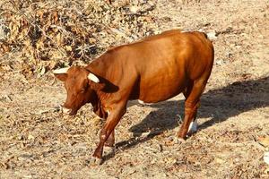 vacas pastam em uma clareira da floresta no norte de israel foto