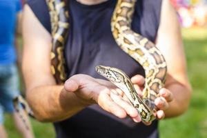 cabeça de python reticulado nas mãos do homem foto