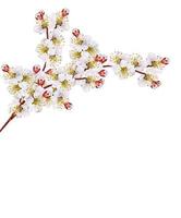 damascos de ramo de floração foto