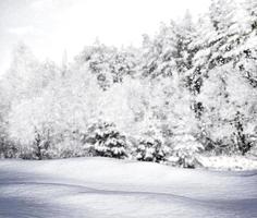 floresta de inverno. paisagem de inverno. foto