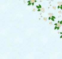 galho de flores de jasmim branco brilhante. composição de primavera. foto