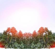 bosques de inverno. paisagem de inverno. foto