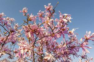 flores de magnólia linda na primavera foto