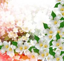 flor de jasmim branco. o ramo delicadas flores da primavera foto