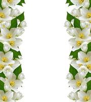 ramo de flores de jasmim isolado no fundo branco foto