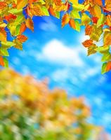 folhas de outono contra um céu azul com nuvens foto