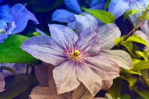 clematite de flores coloridas e brilhantes foto